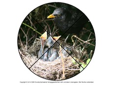 Faltform-Amsel 3.pdf